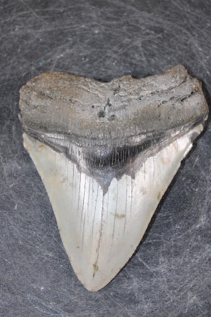 XL MEGALODON SHARK Tooth Fossil - 3