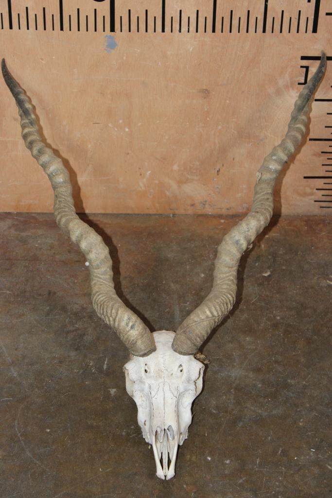 BLACKBUCK Skull with Removable Horns: BLACKBUCK Skull with Removable Horns. It has all the teeth except for 2. TAXIDERMY SKULLS 