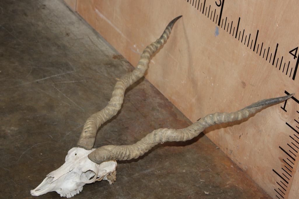 BLACKBUCK Skull with Removable Horns - 2