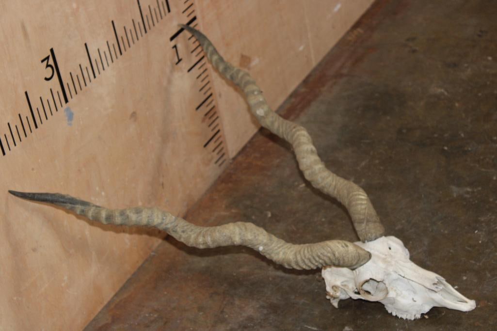 BLACKBUCK Skull with Removable Horns - 3