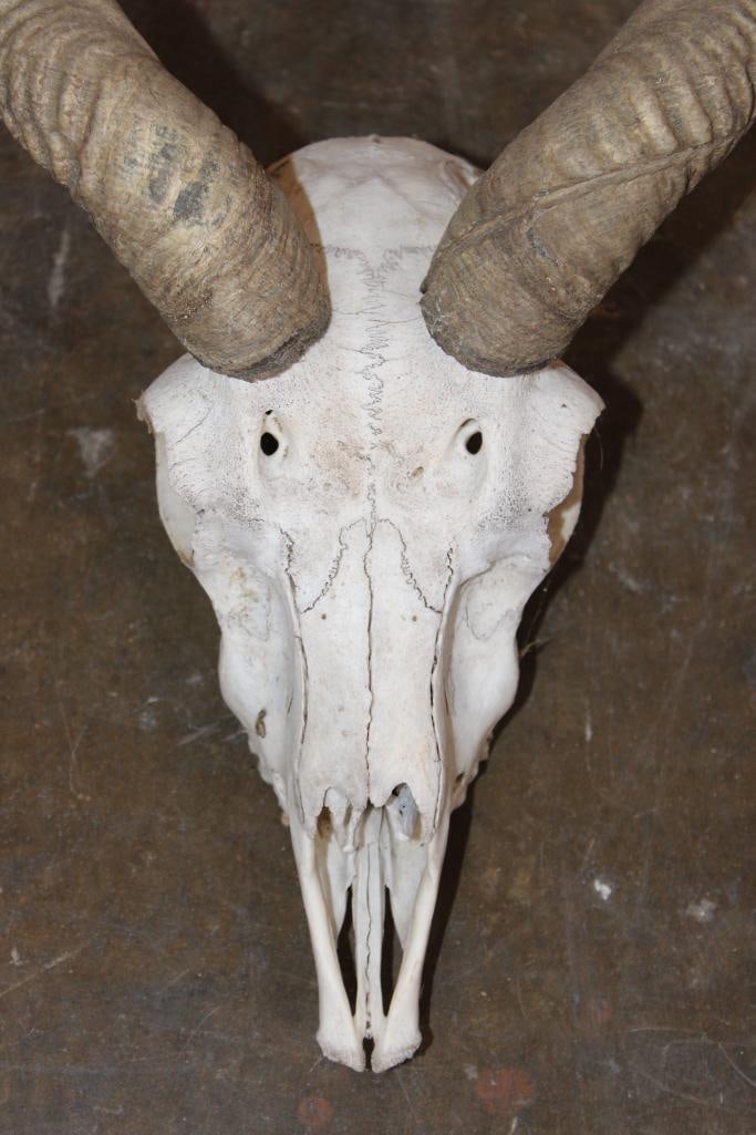 BLACKBUCK Skull with Removable Horns - 4