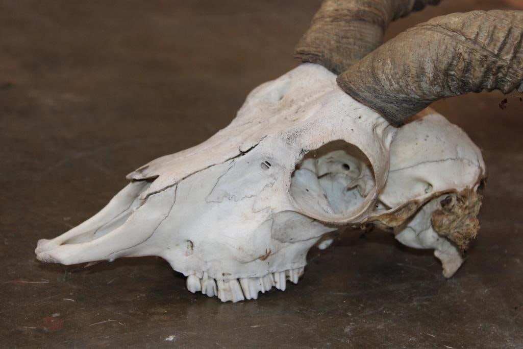 BLACKBUCK Skull with Removable Horns - 5