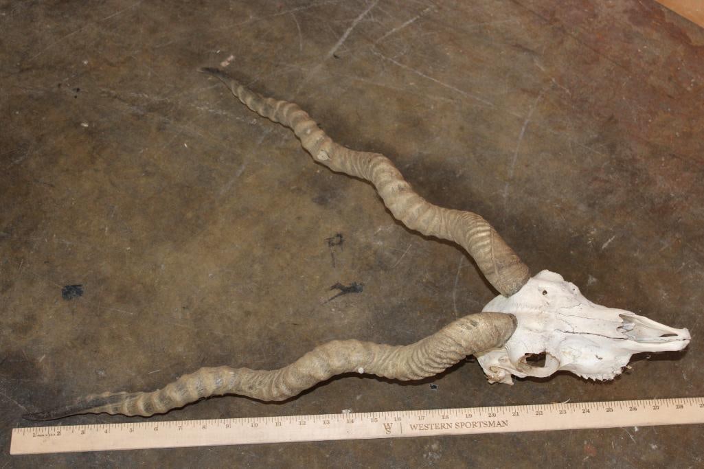 BLACKBUCK Skull with Removable Horns - 7