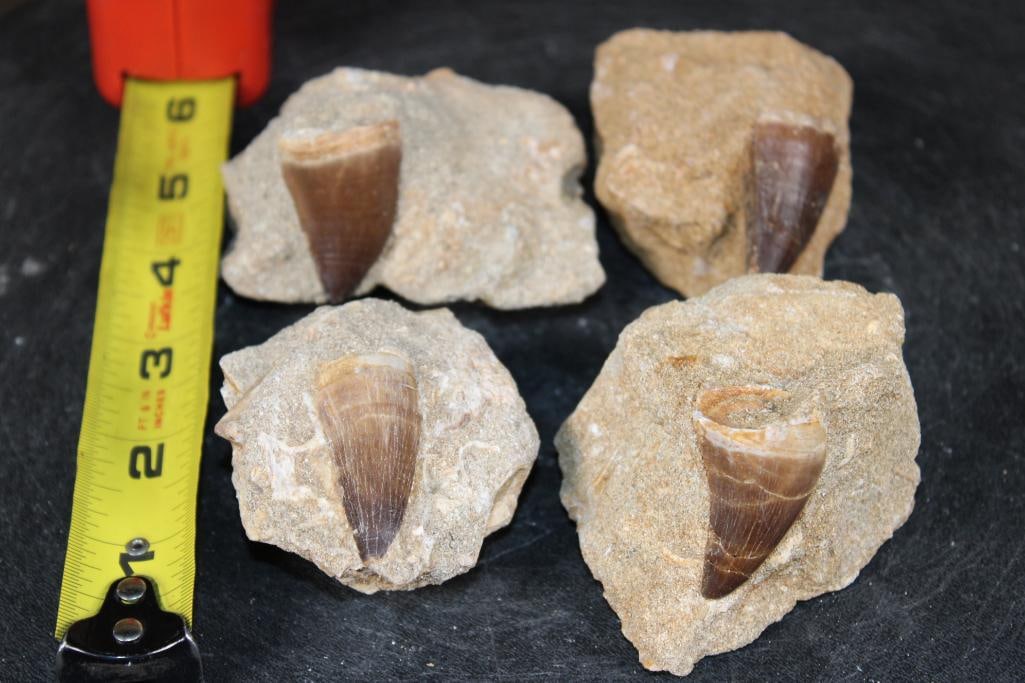 (4) Big MOSASAUR TEETH in their own Rock Matrix - 2