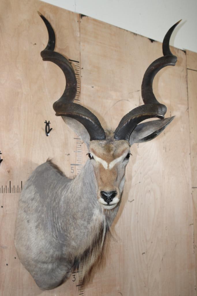 Big KUDU Shoulder Mount (1 of 8)