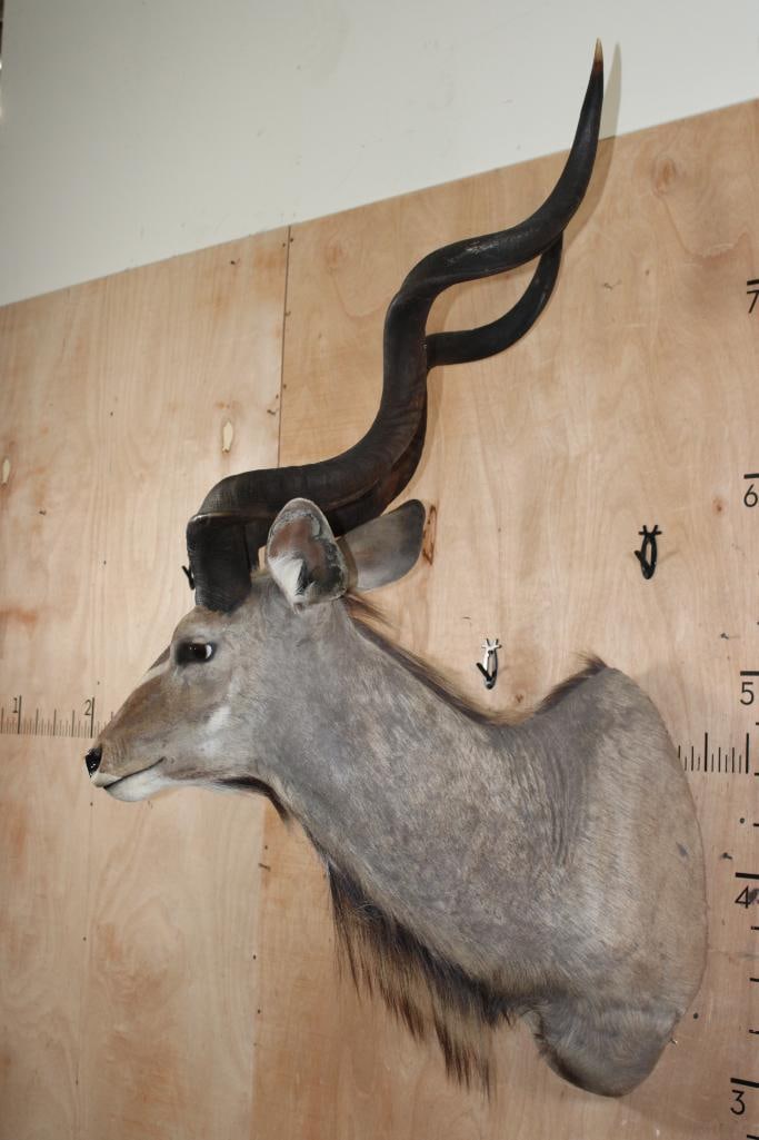 Big KUDU Shoulder Mount - 3