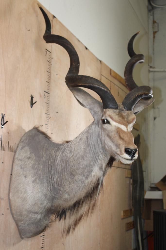 Big KUDU Shoulder Mount - 4