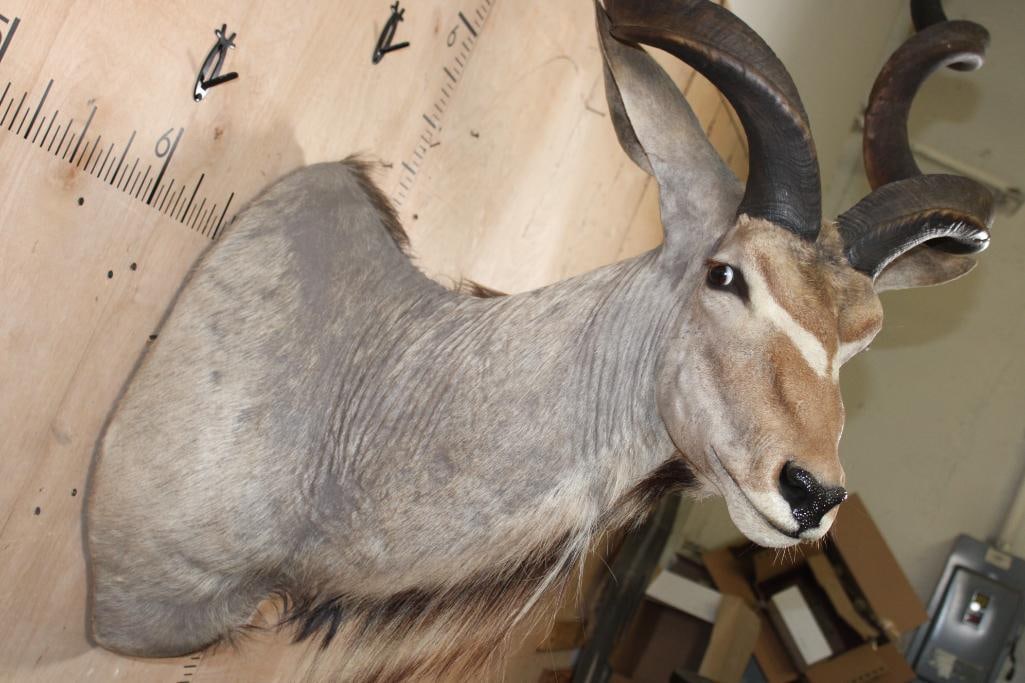 Big KUDU Shoulder Mount - 5