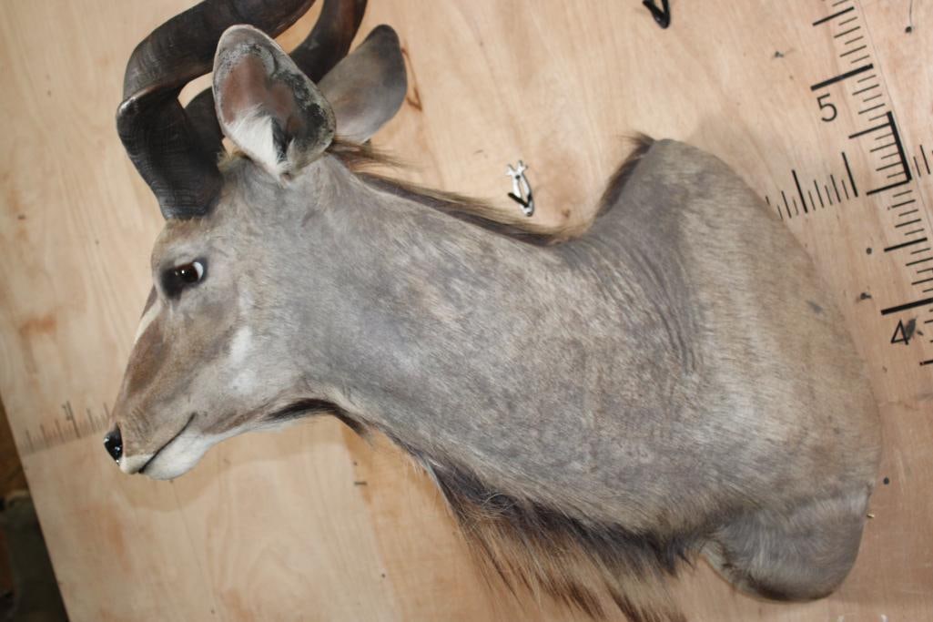 Big KUDU Shoulder Mount - 6