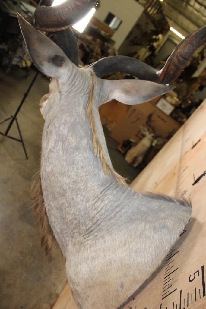 Big KUDU Shoulder Mount - 7