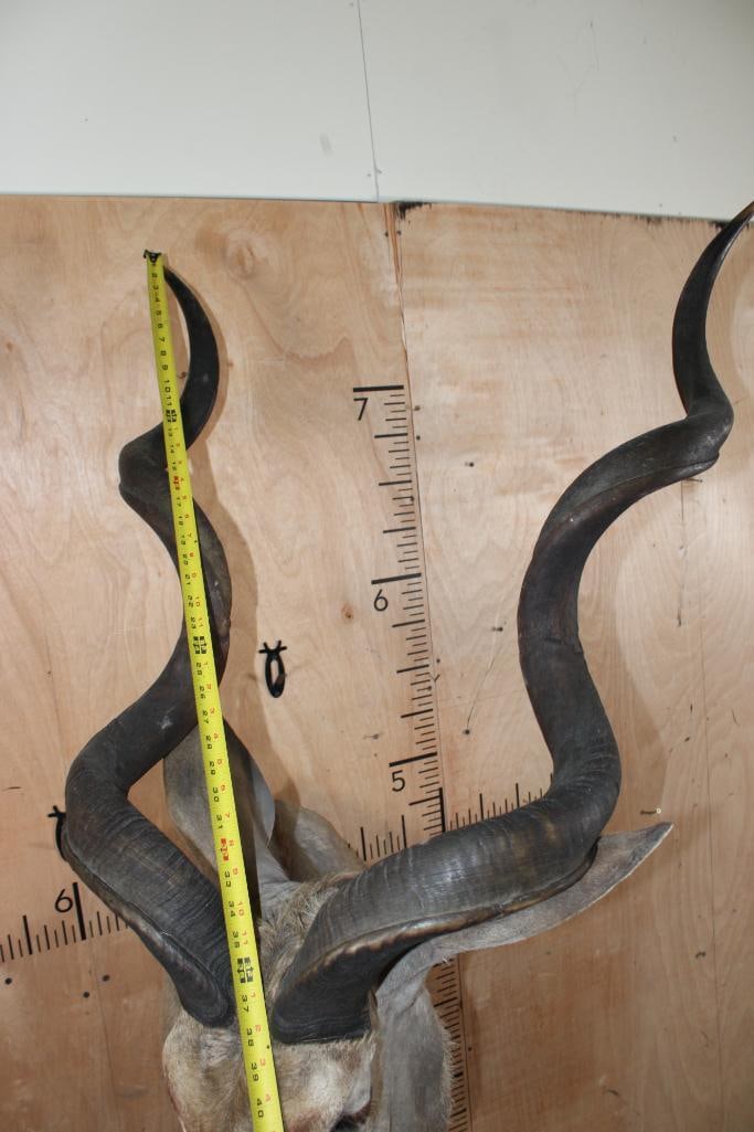Big KUDU Shoulder Mount - 8