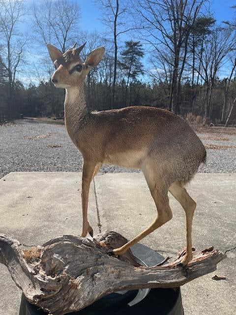 *Rare* Life-sized Trophy Size KIRK'S KIK DIK on a Natural Wood Base - 2