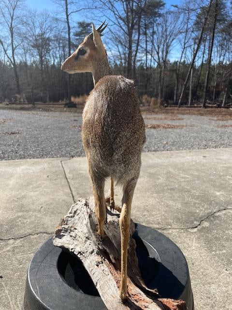 *Rare* Life-sized Trophy Size KIRK'S KIK DIK on a Natural Wood Base - 3