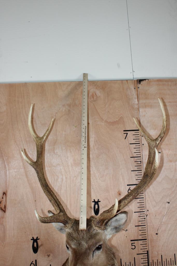 8-Point MANCHURIAN SIKA DEER Shoulder Mount - 10