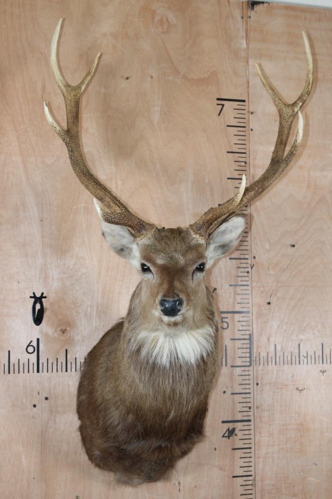 8-Point MANCHURIAN SIKA DEER Shoulder Mount: 8-Point MANCHURIAN SIKA DEER Shoulder Mount. It has a 26 3/8" Spread and is in Good Condition. TAXIDERMY 