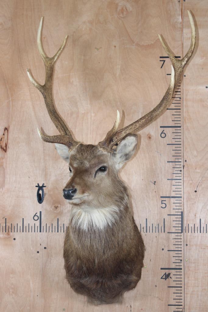 8-Point MANCHURIAN SIKA DEER Shoulder Mount - 2