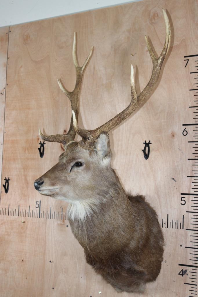 8-Point MANCHURIAN SIKA DEER Shoulder Mount - 3