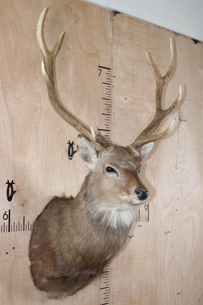 8-Point MANCHURIAN SIKA DEER Shoulder Mount - 4