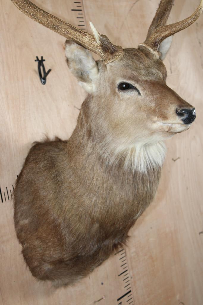 8-Point MANCHURIAN SIKA DEER Shoulder Mount - 5