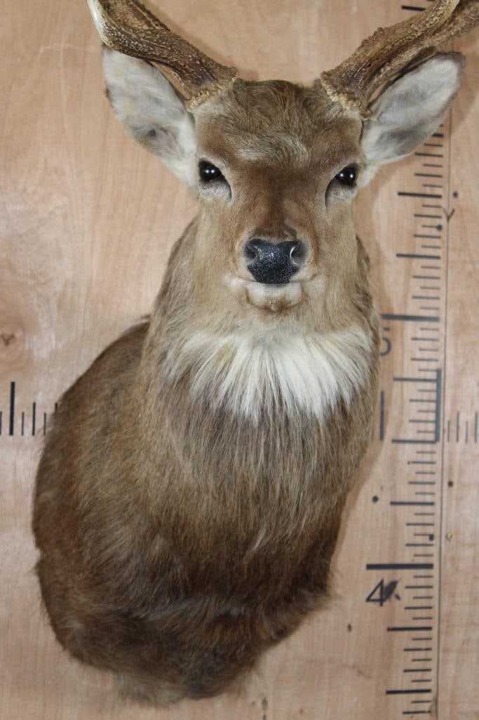 8-Point MANCHURIAN SIKA DEER Shoulder Mount - 6