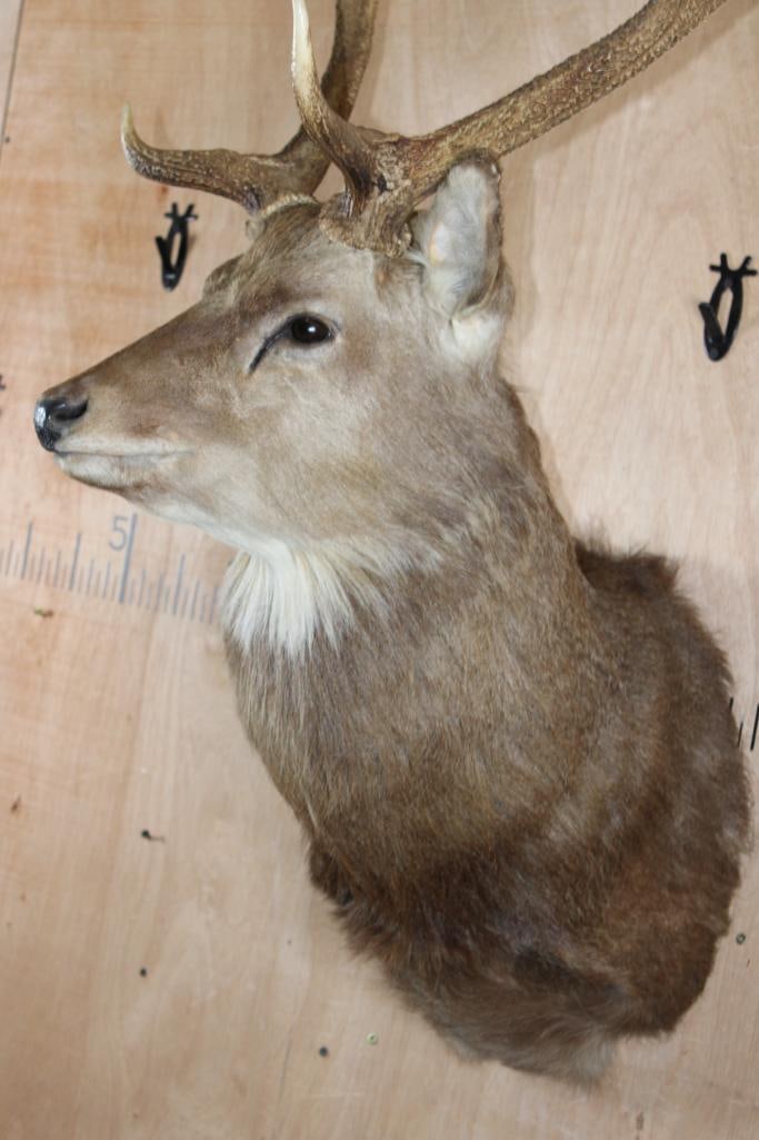 8-Point MANCHURIAN SIKA DEER Shoulder Mount - 7