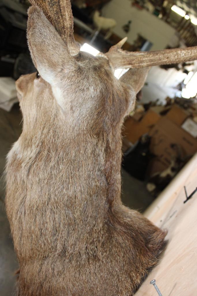 8-Point MANCHURIAN SIKA DEER Shoulder Mount - 8