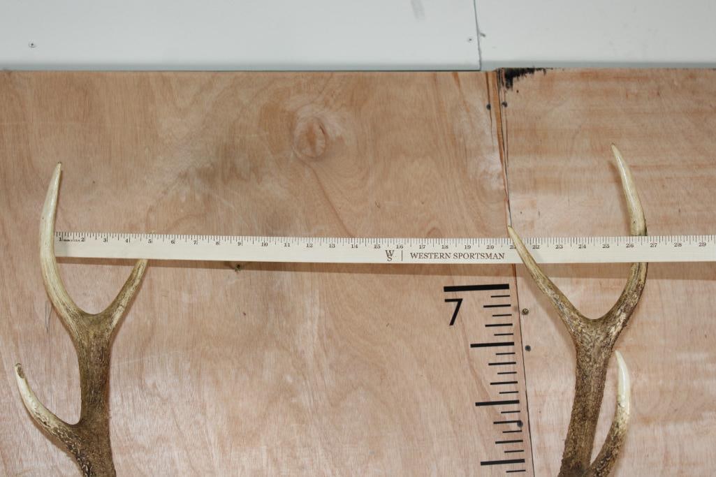 8-Point MANCHURIAN SIKA DEER Shoulder Mount - 9