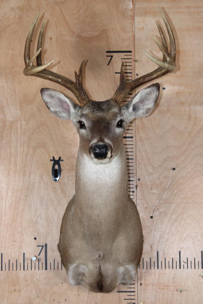 11-Point WHITETAIL DEER Shoulder Mount (1 of 6)