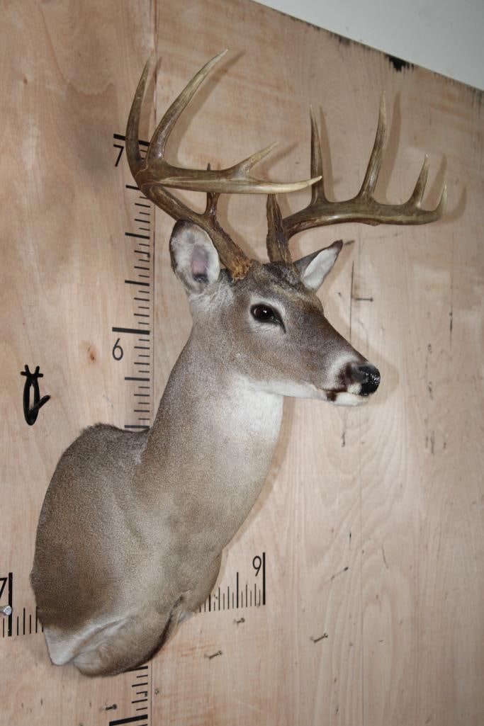 11-Point WHITETAIL DEER Shoulder Mount - 2
