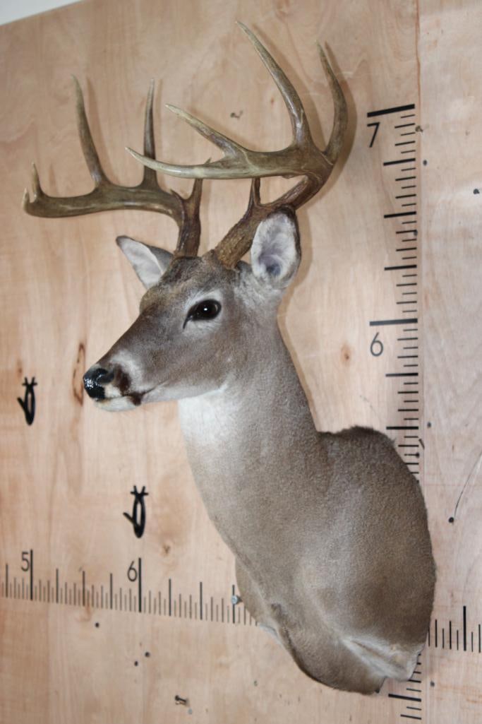 11-Point WHITETAIL DEER Shoulder Mount - 3