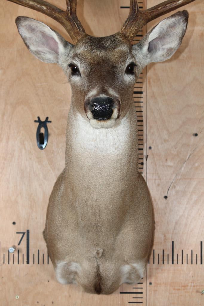 11-Point WHITETAIL DEER Shoulder Mount - 4
