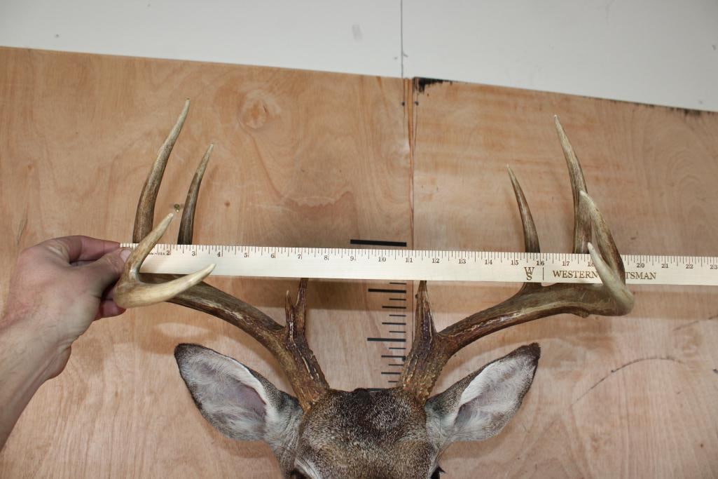 11-Point WHITETAIL DEER Shoulder Mount - 5