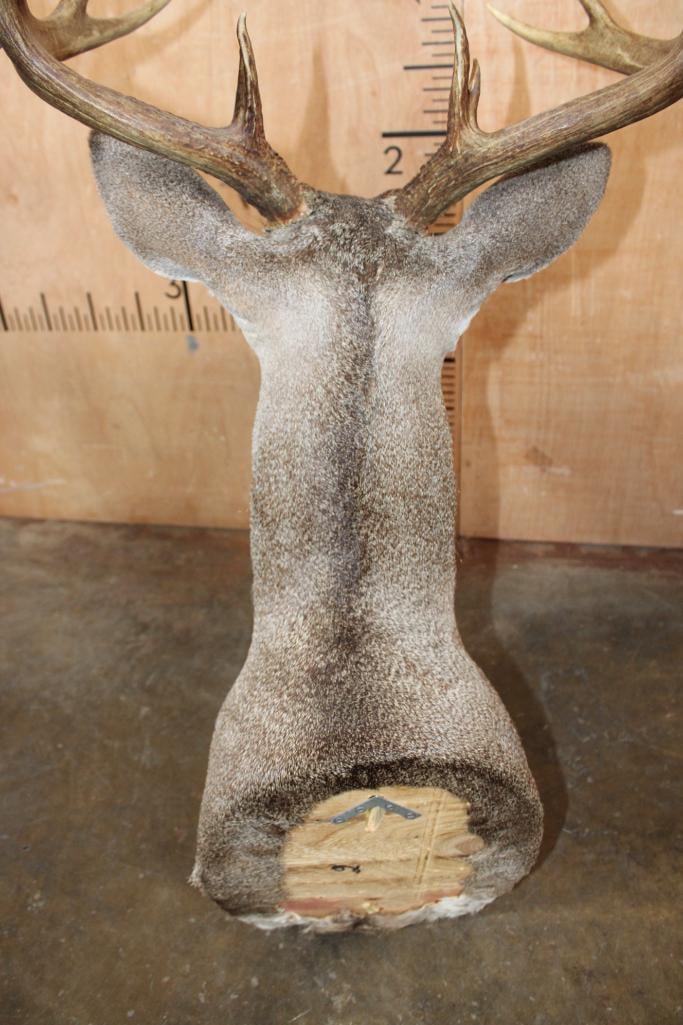 11-Point WHITETAIL DEER Shoulder Mount - 6