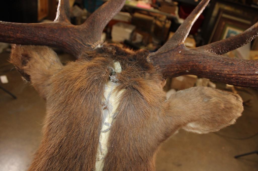 Big 12-Point ELK Shoulder Mount - 10