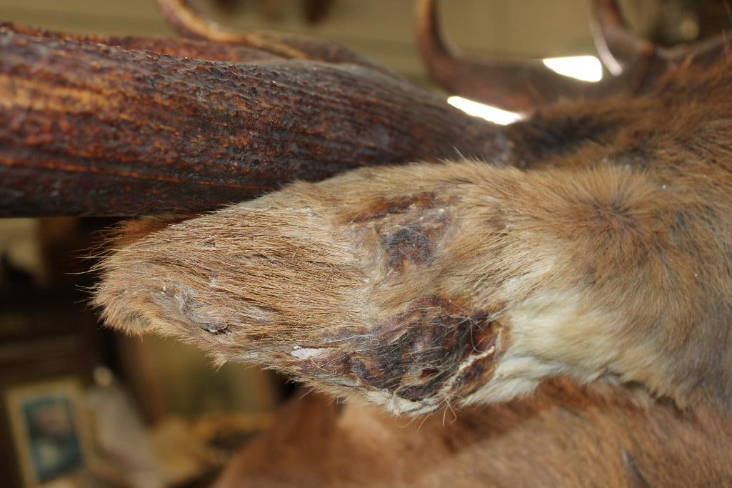 Big 12-Point ELK Shoulder Mount - 11