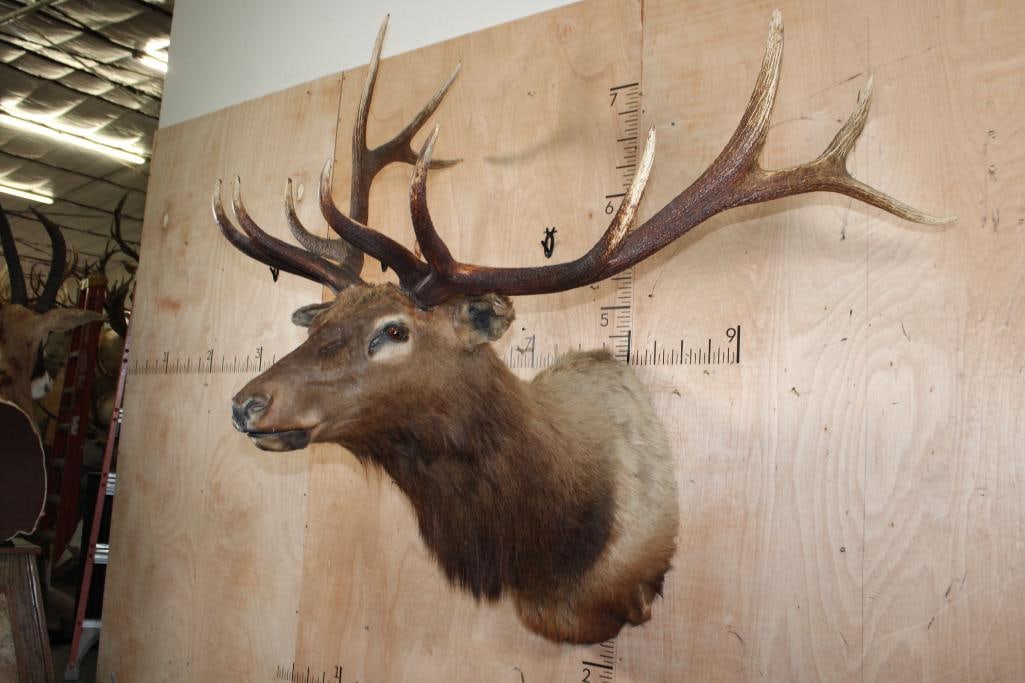 Big 12-Point ELK Shoulder Mount - 2