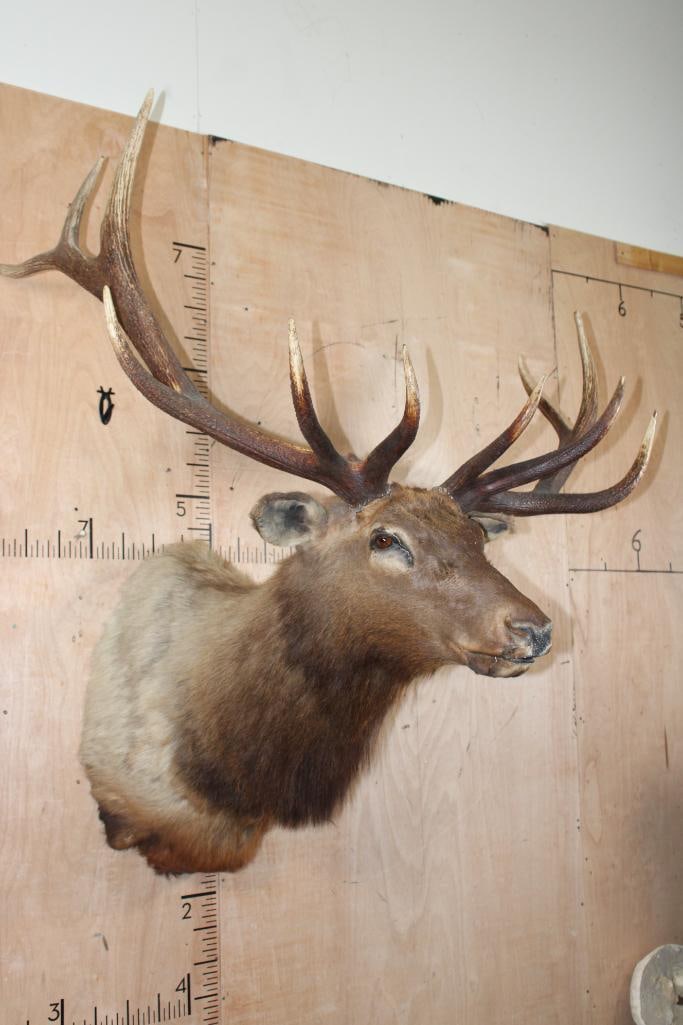 Big 12-Point ELK Shoulder Mount - 3