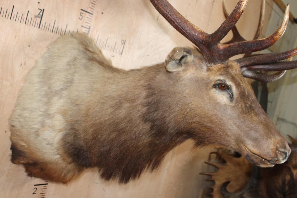 Big 12-Point ELK Shoulder Mount - 4