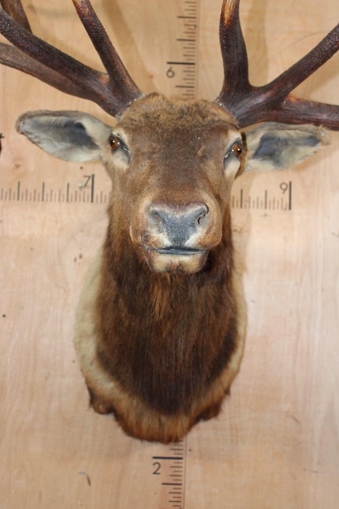 Big 12-Point ELK Shoulder Mount - 6
