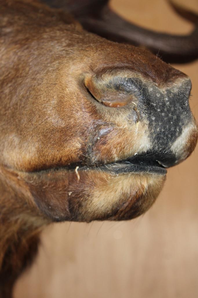 Big 12-Point ELK Shoulder Mount - 7