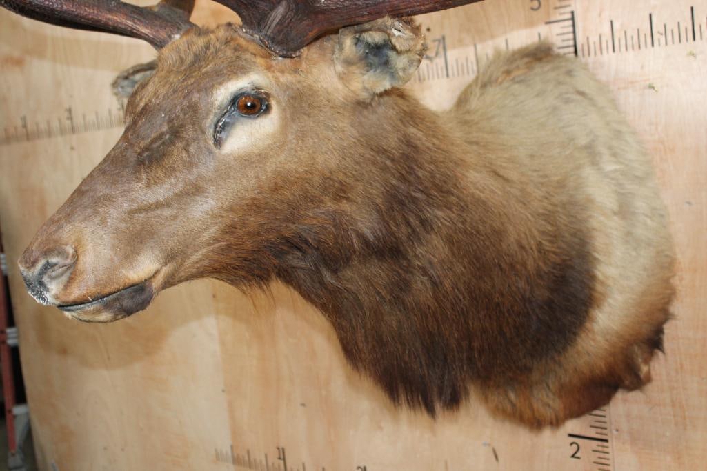 Big 12-Point ELK Shoulder Mount - 8