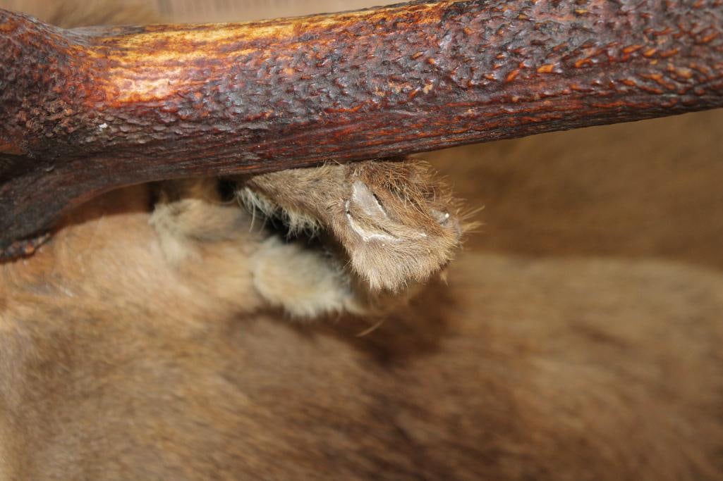 Big 12-Point ELK Shoulder Mount - 9