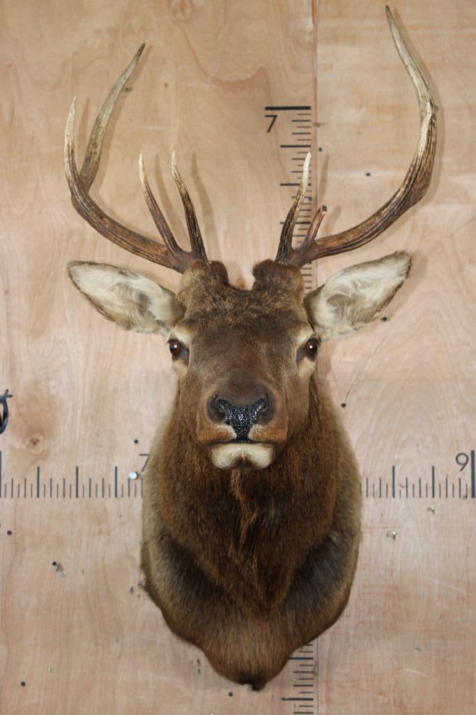 9-Point ELK Shoulder Mount: Smaller but Nice and Clean 9-Point ELK Shoulder Mount. It has a 23.25" Spread and is in Good Condition. TAXIDERMY 