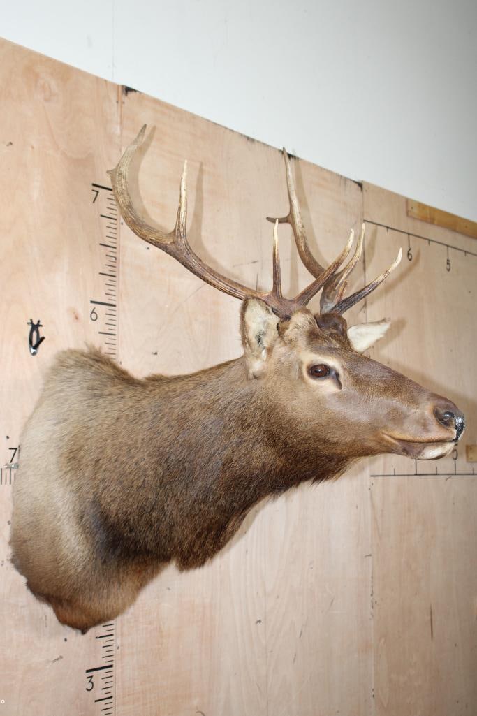 9-Point ELK Shoulder Mount - 2