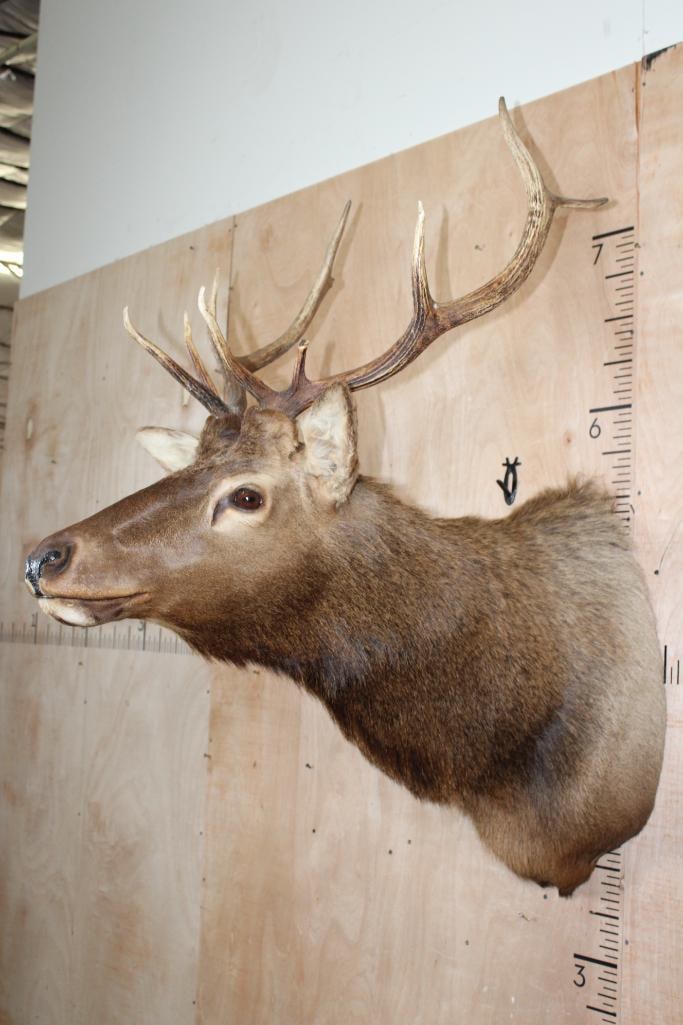 9-Point ELK Shoulder Mount - 3