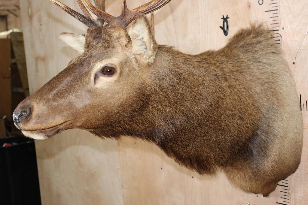 9-Point ELK Shoulder Mount - 4
