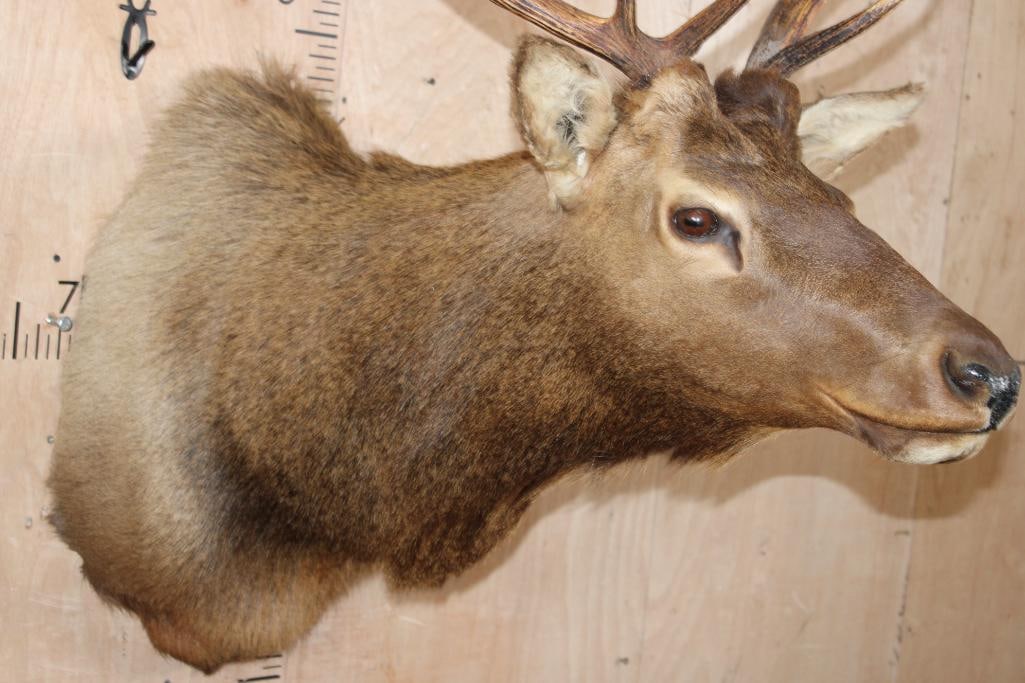 9-Point ELK Shoulder Mount - 5