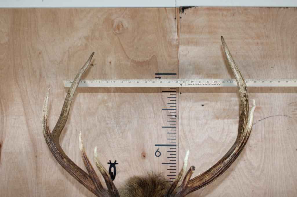 9-Point ELK Shoulder Mount - 6