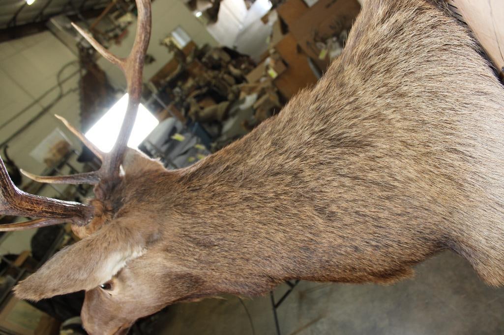 9-Point ELK Shoulder Mount - 7