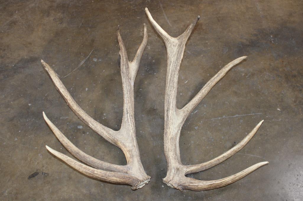 Set of (2) 5-Point ELK Sheds, 10-Points Total: Set of 2 Heavy 5-Point ELK Sheds, 10-Points Total with a Weight of 15 lbs 6 oz. TAXIDERMY 